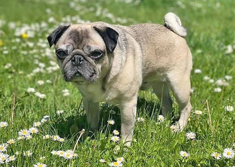 Atopic Dermatitis in pugs