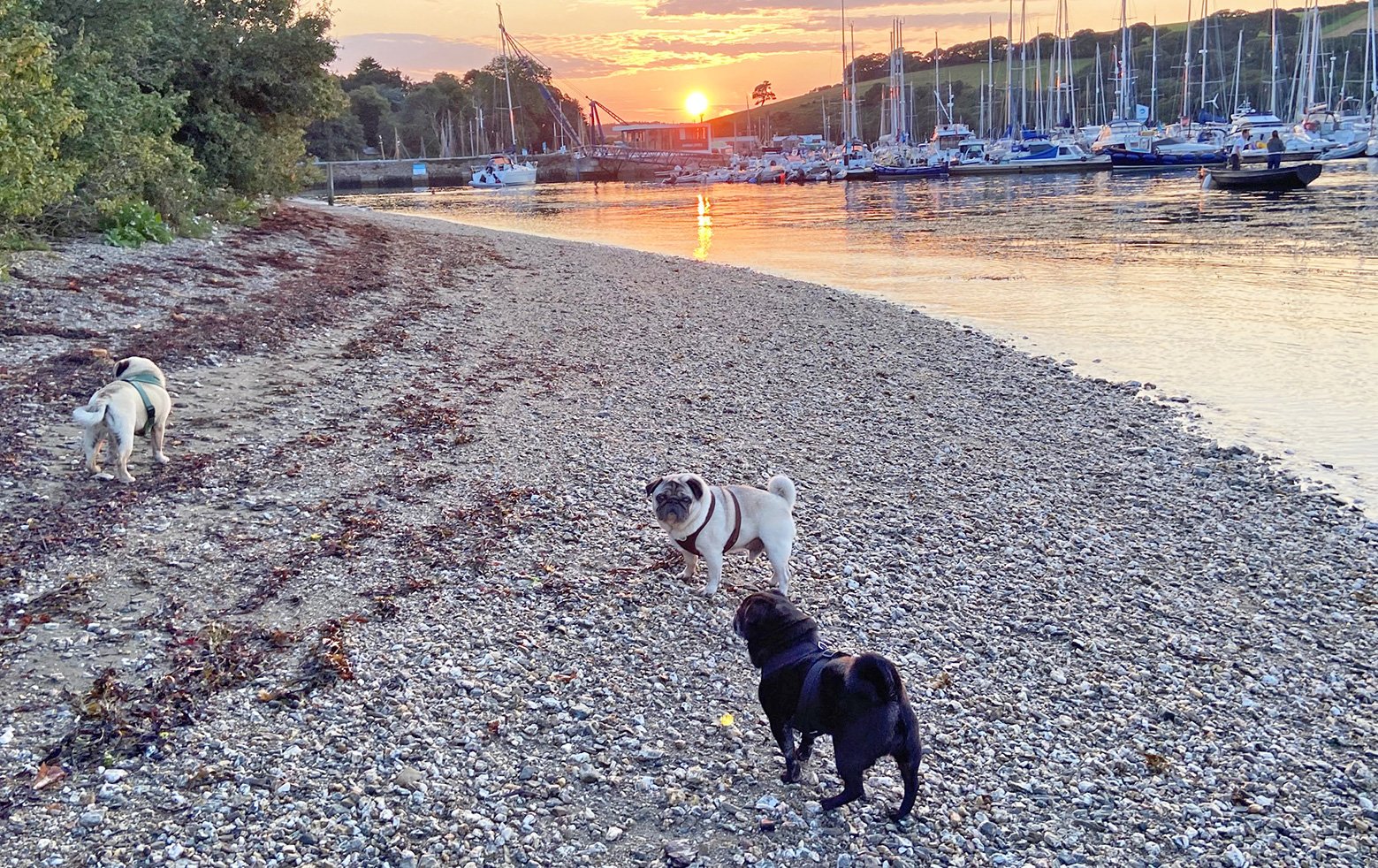 PWR volunteer Jane's three pugs on the beach