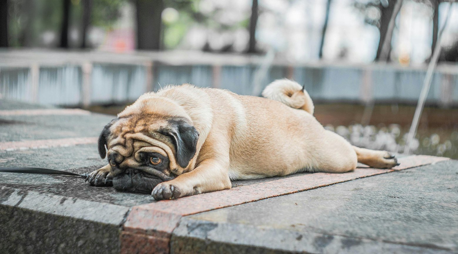 Knowing When is the Right Time to Say Goodbye is very important