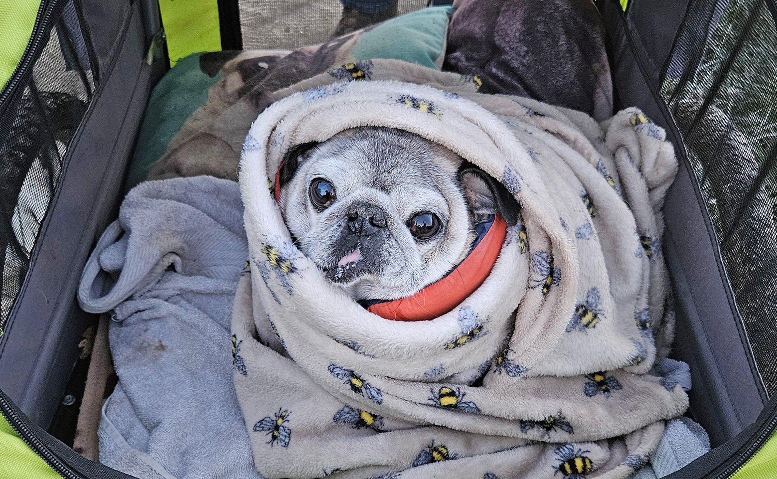 PWR VAC Lisa's pug Tank