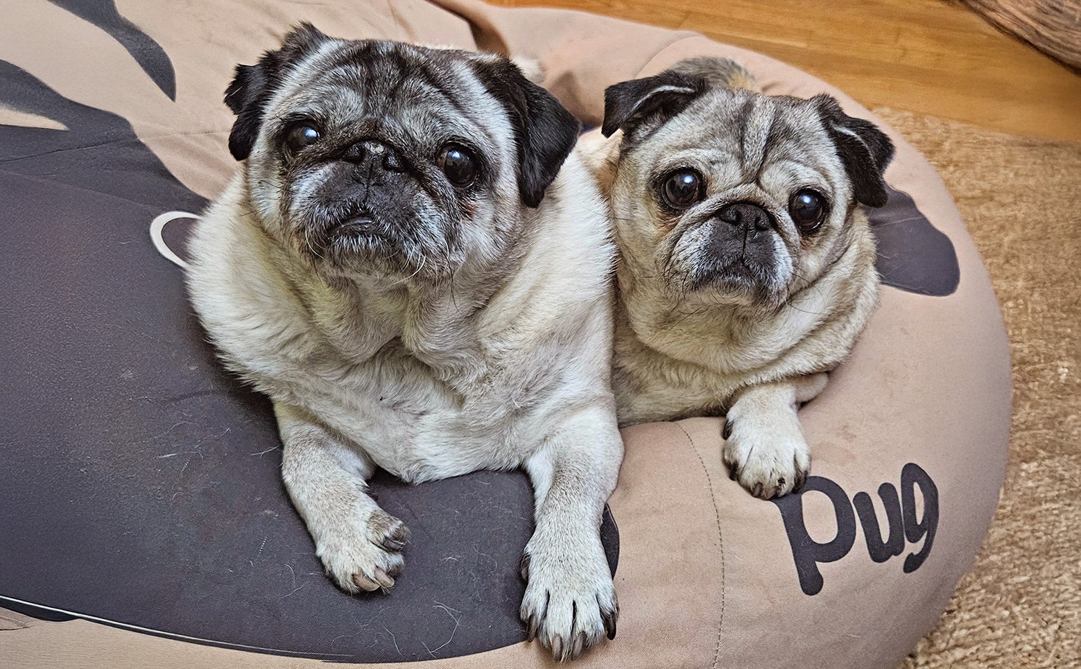 PWR VAC Lisa's pugs Lily & Bailee