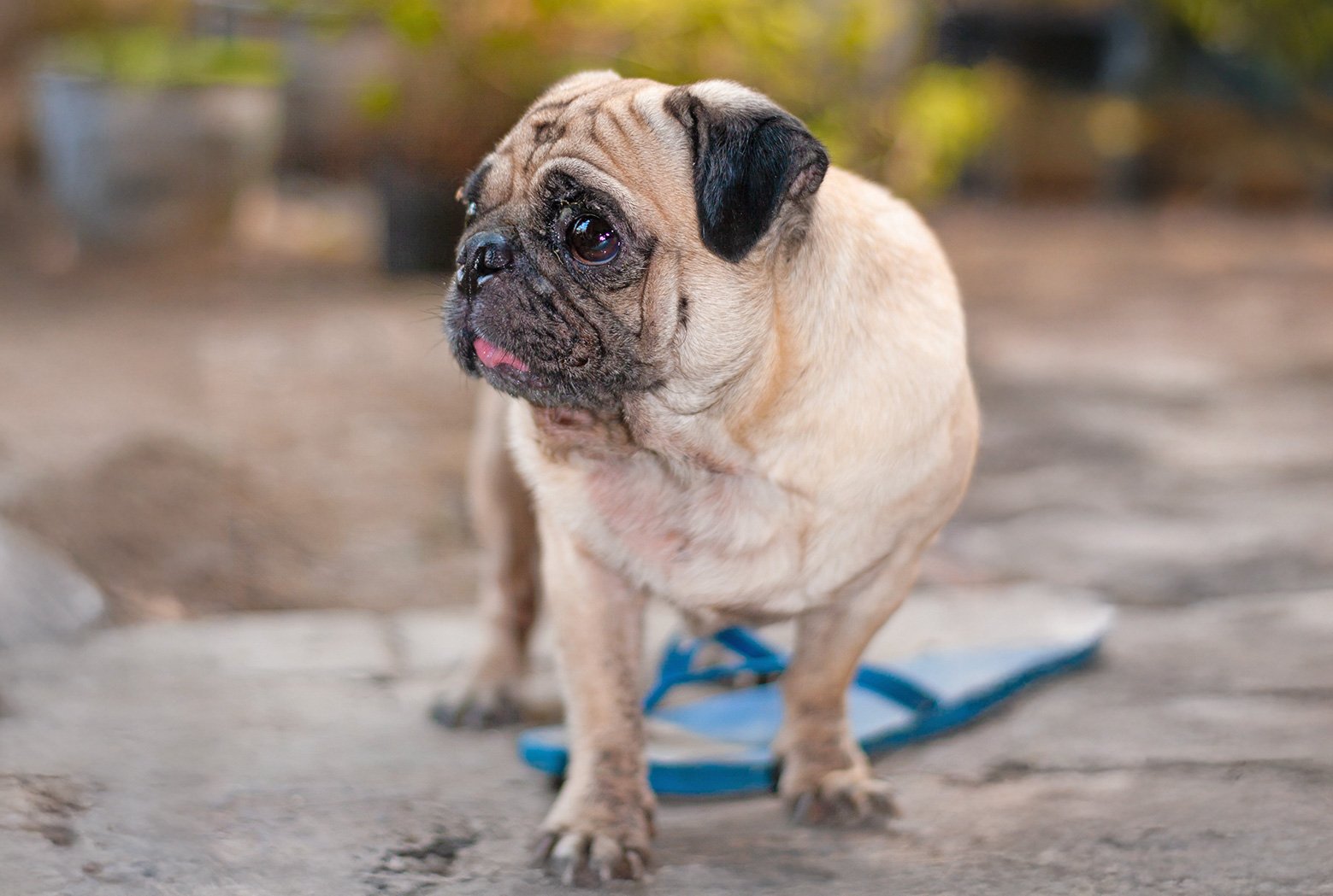 Fosterer Kim’s experience with an MCT in a foster pug