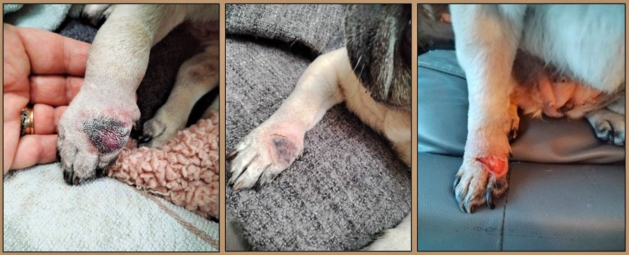 Fosterer Kim’s experience with an MCT in a foster pug