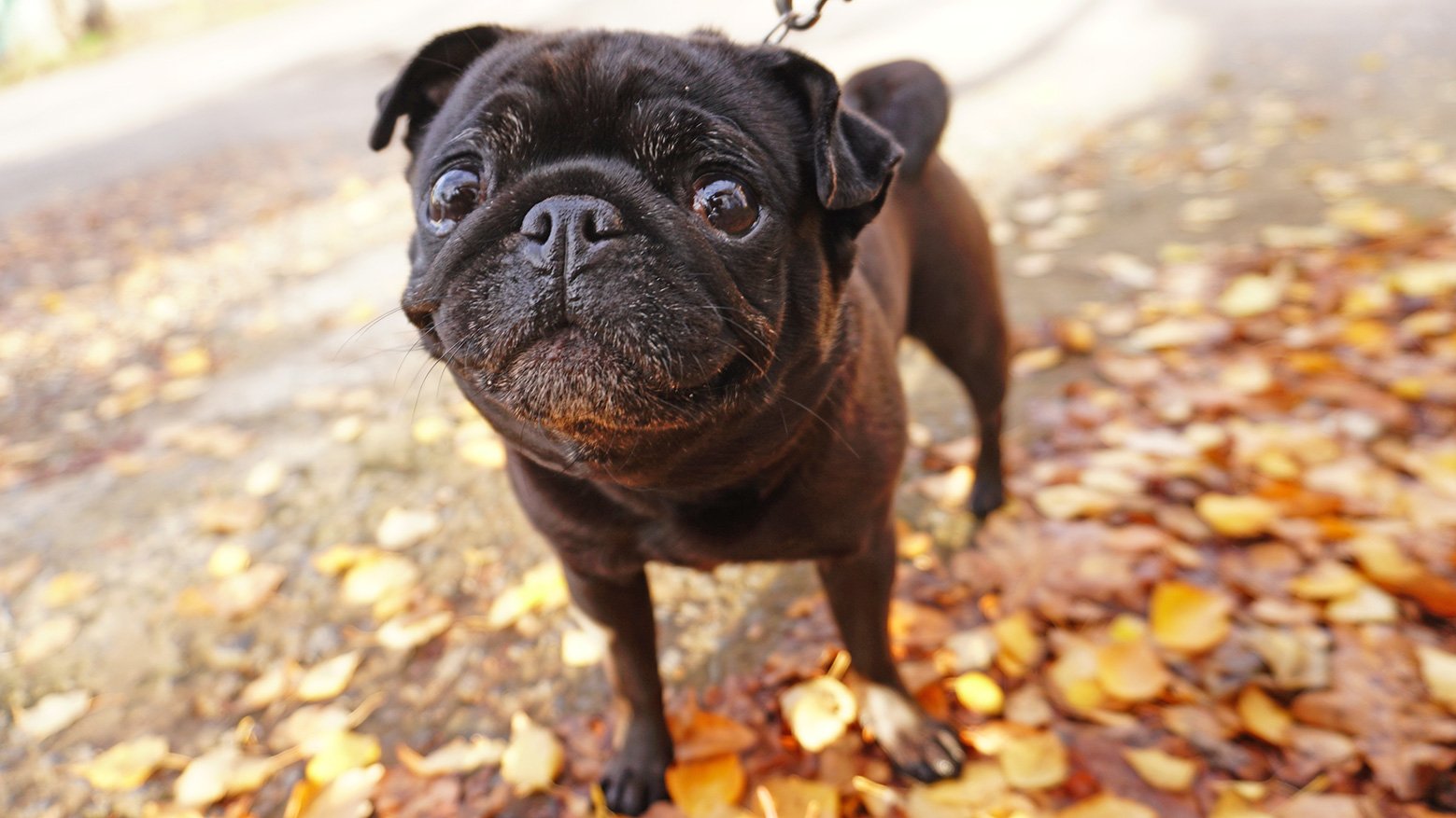 Malcolm McKee talks about Orthopaedic Conditions in Pugs