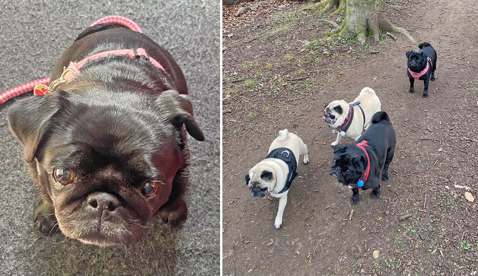Martha loves going for walks with her friends