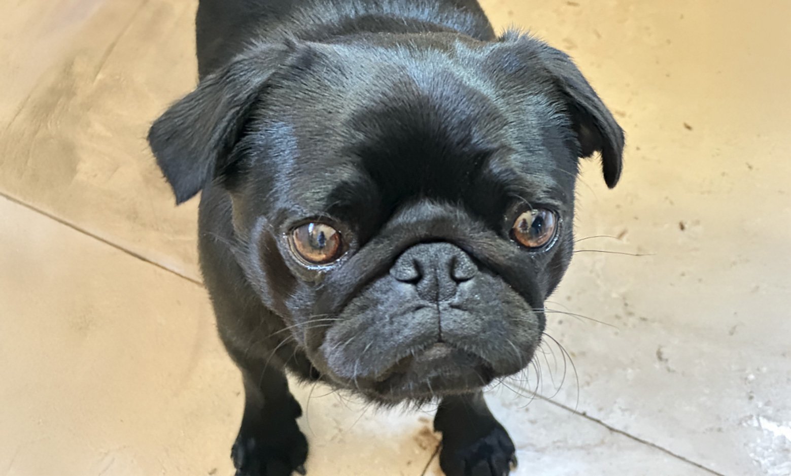 Brachycephalic Obstructive Airway Syndrome