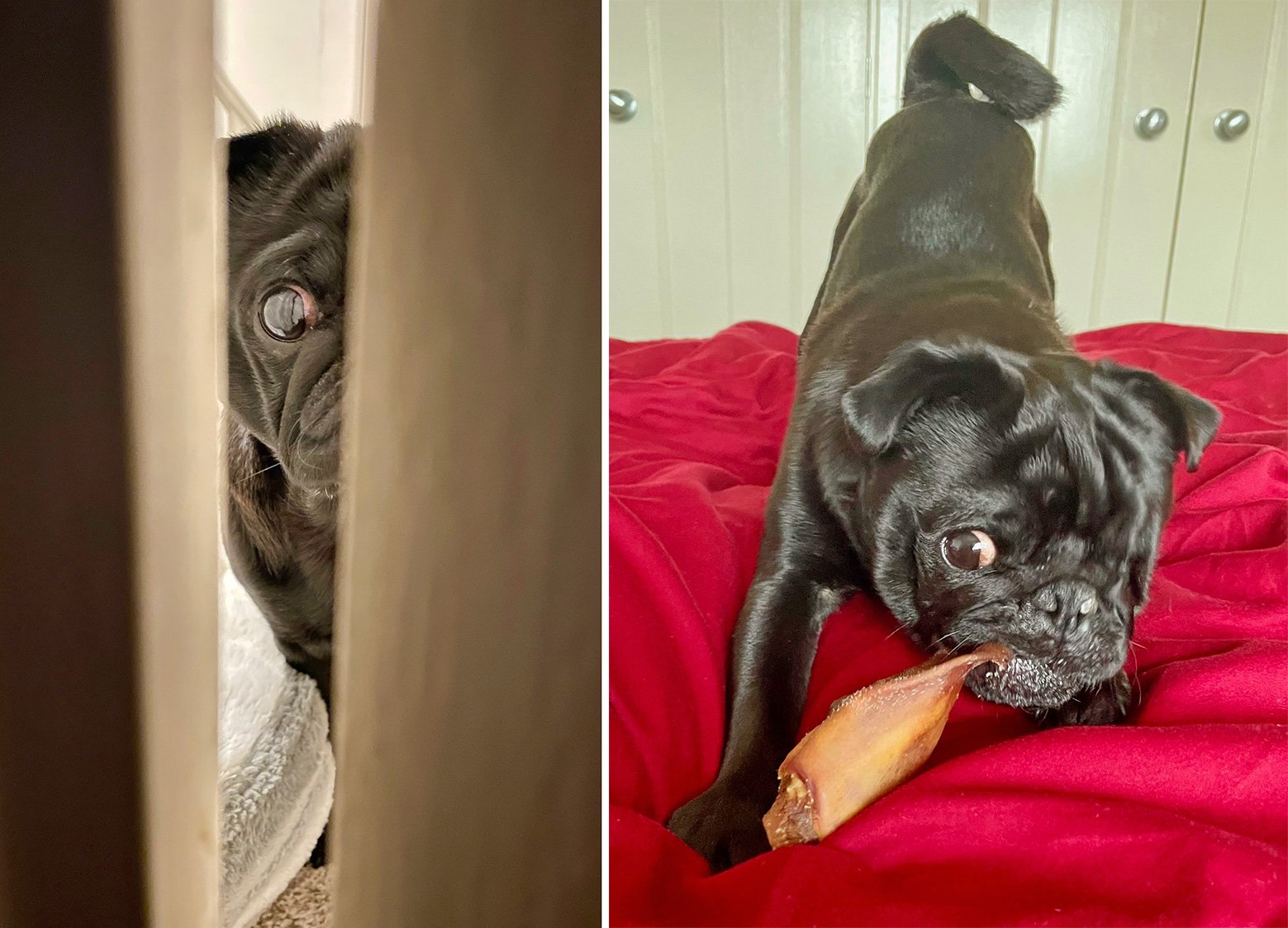 Rebecca tells her lovely Story of Adopting Ozzy