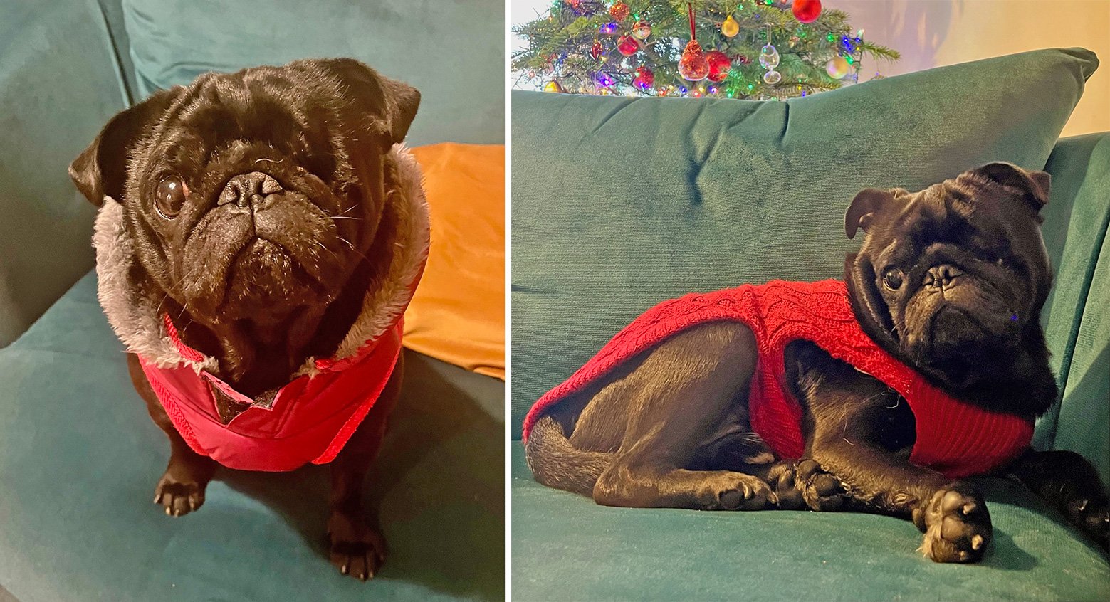 Ozzy completely at home with Rebecca