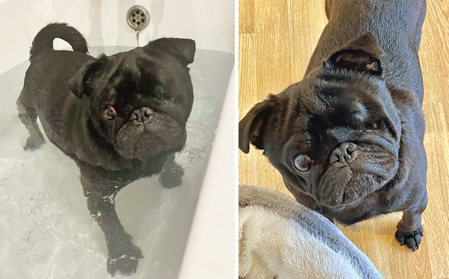 Ozzy loves his new life with Rebecca