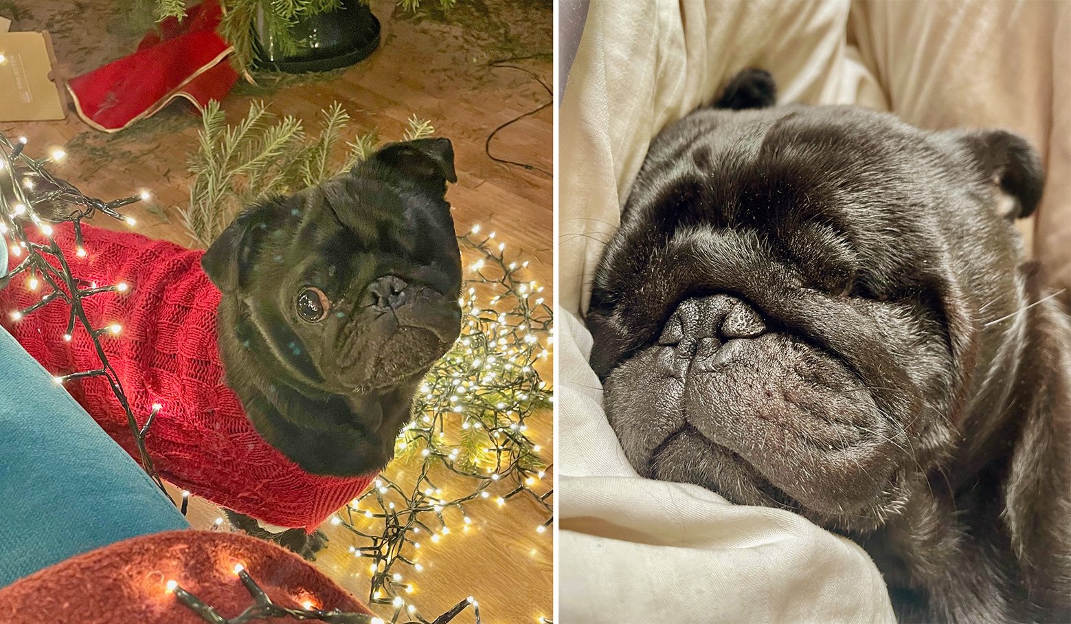 Ozzy getting ready for Christmas