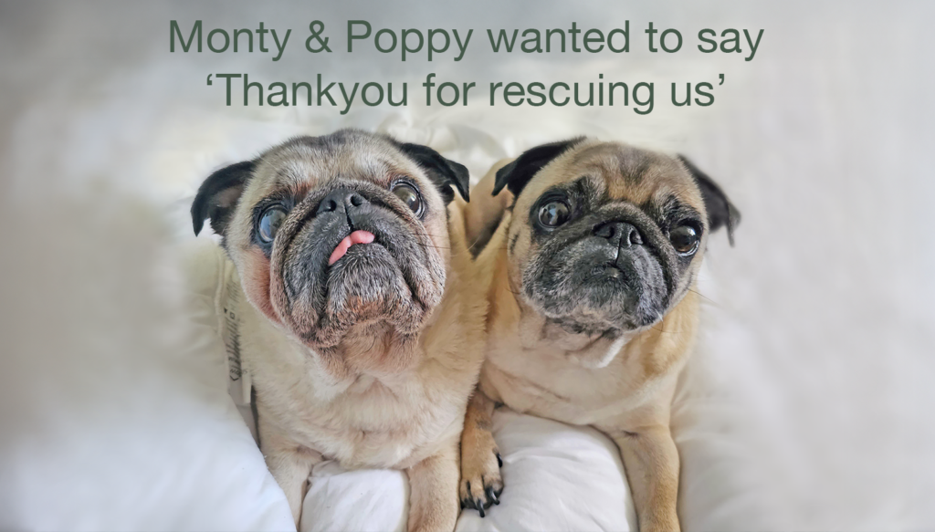 A special bi-annual PWR Patron's newsletter