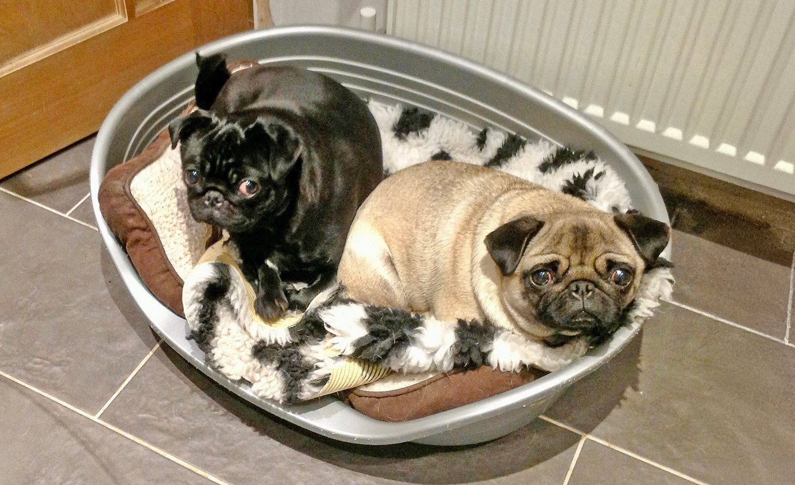 Two of Paula Parke;s pugs chilling in their bed