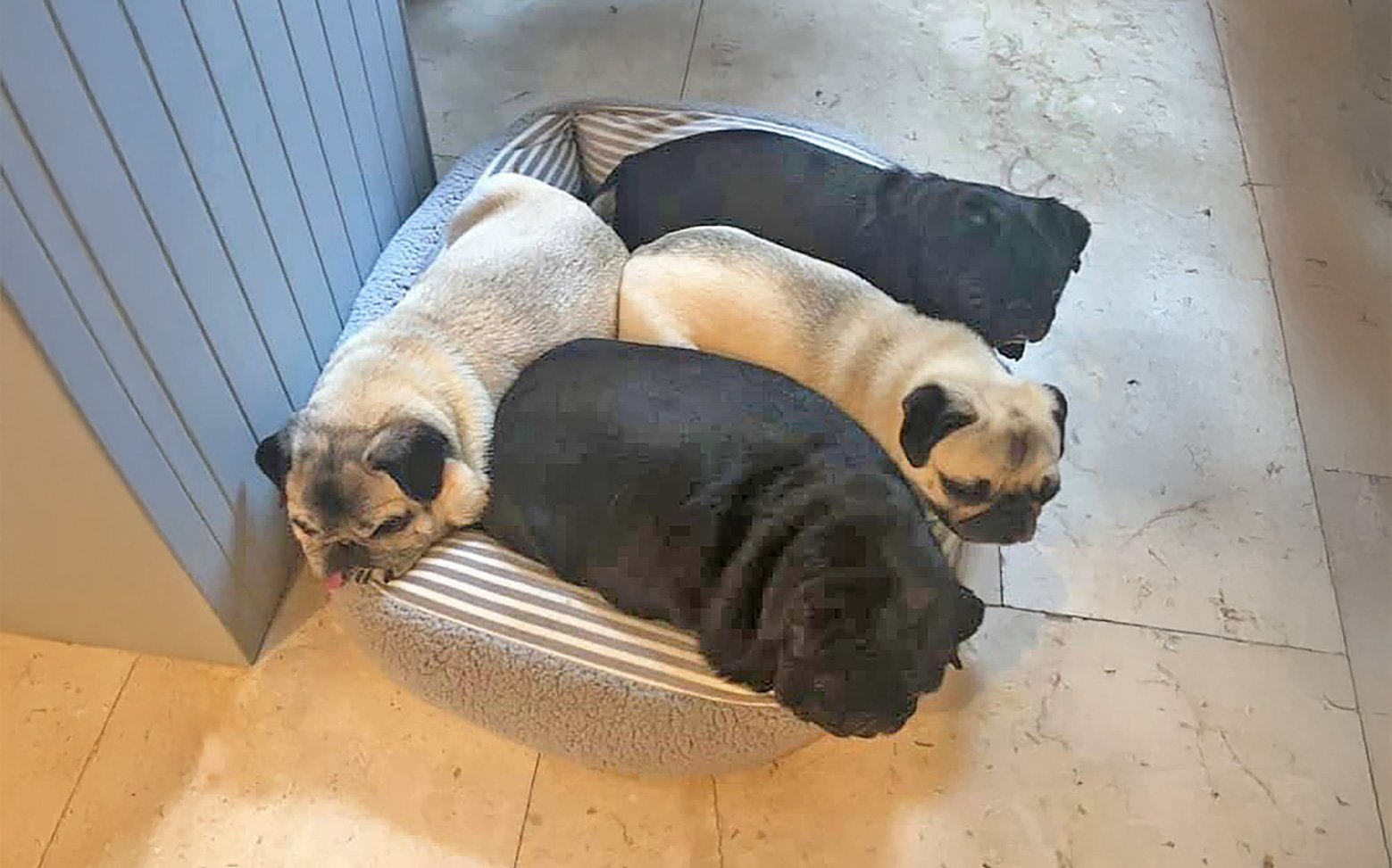 Protein Losing Enteropathy in pugs