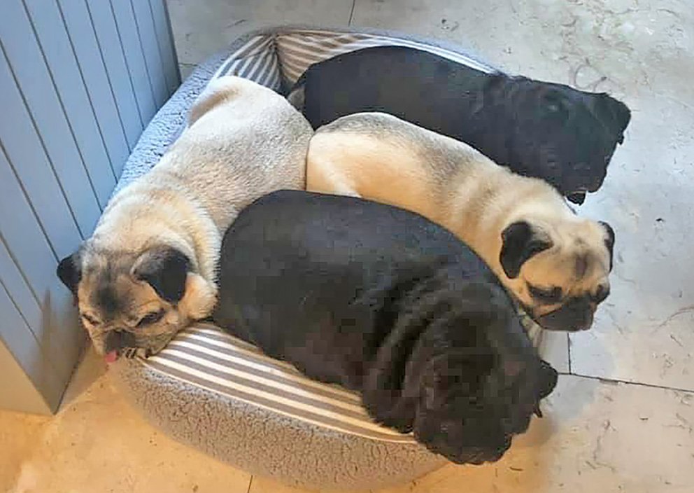 Protein Losing Enteropathy in pugs