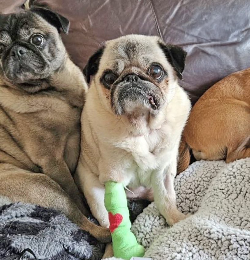 Protein Losing Enteropathy in pugs