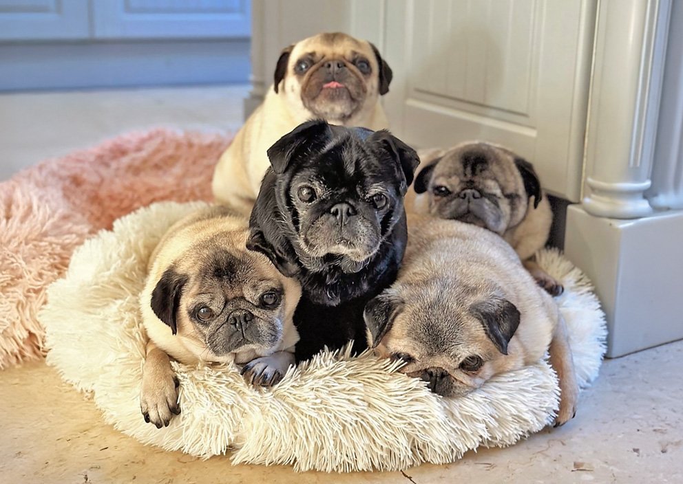 Vet Helen’s Grumble Health Issues