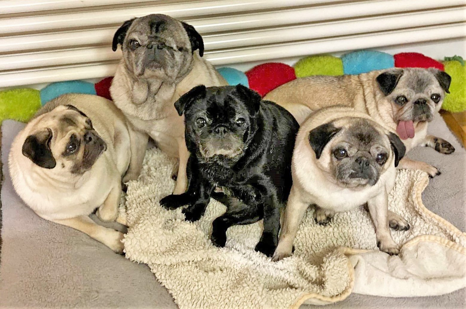 Vet Helen’s Grumble Health Issues