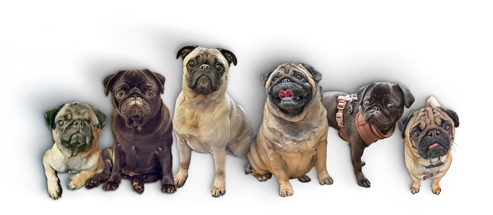 The Pug Welfare & Rescue introductory pug group