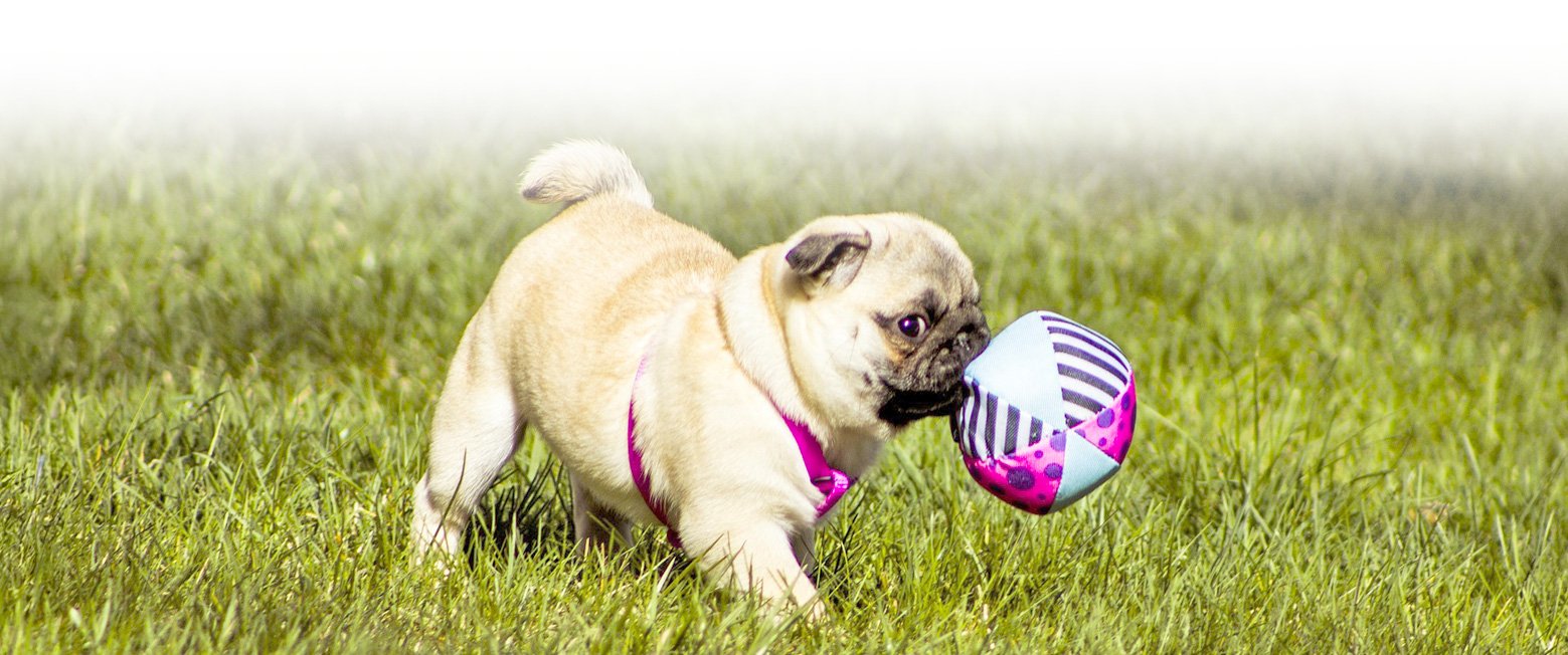 Are you thinking of getting a pug puppy?