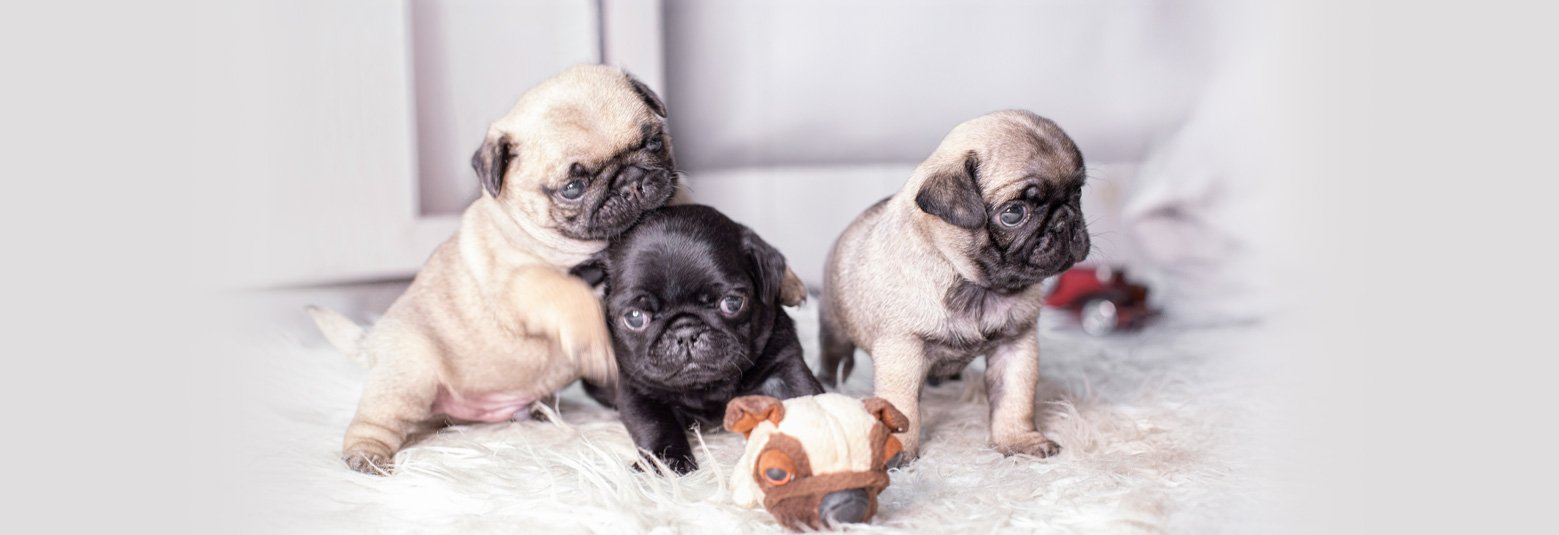 A group of Pug Puppies