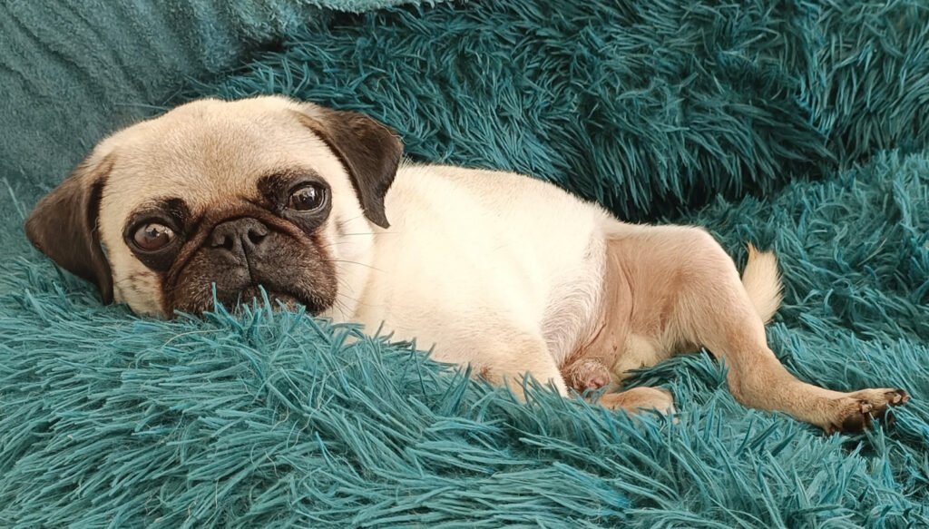 This is PDW Rescue Quinn as he now looks