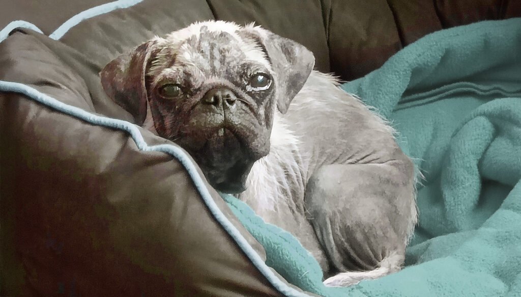 This is PDW Rescue Quinn when he first arrived at the Charity in 2022