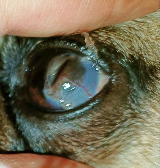 Eye conditions in pugs
