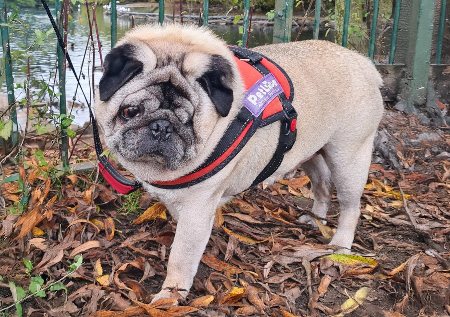 We lost poor Ralph in july 2025