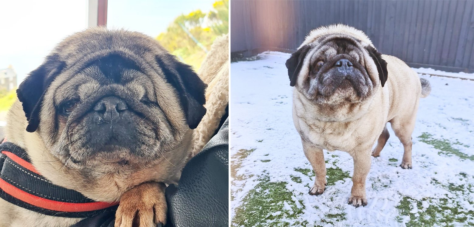 We lost Ralph, one of our stalwarts of the pug world on 19 July 2025