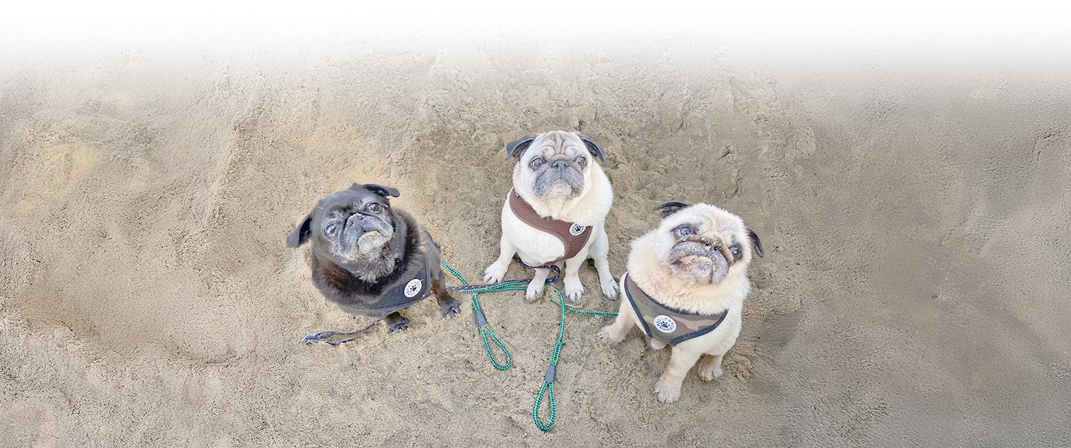 PWR volunteer Area Coordinators