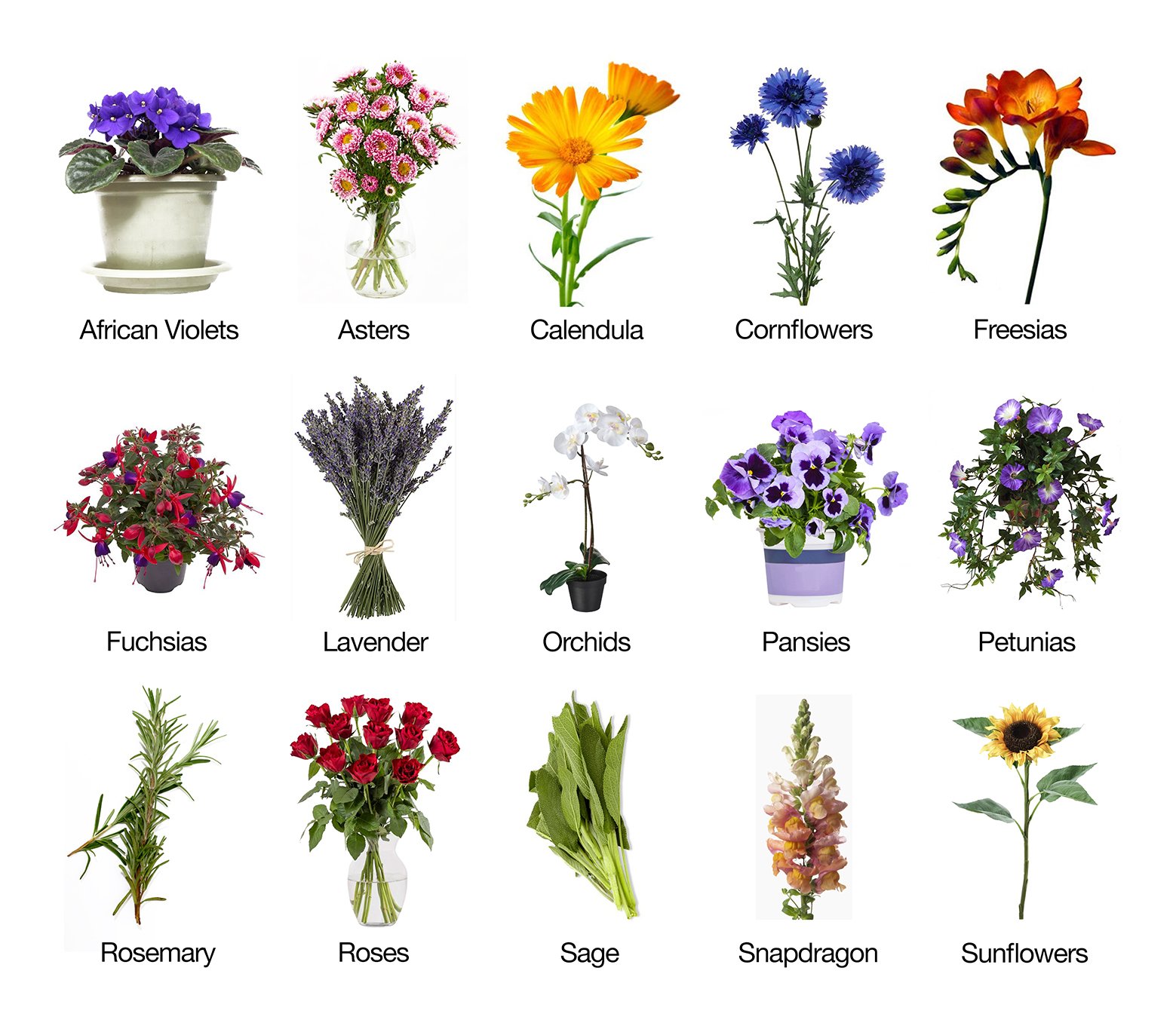 Flowers that are safe for your pug to eat