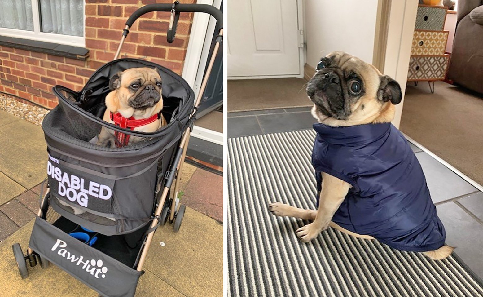 Dave used a pug buggy as his walking became more difficult