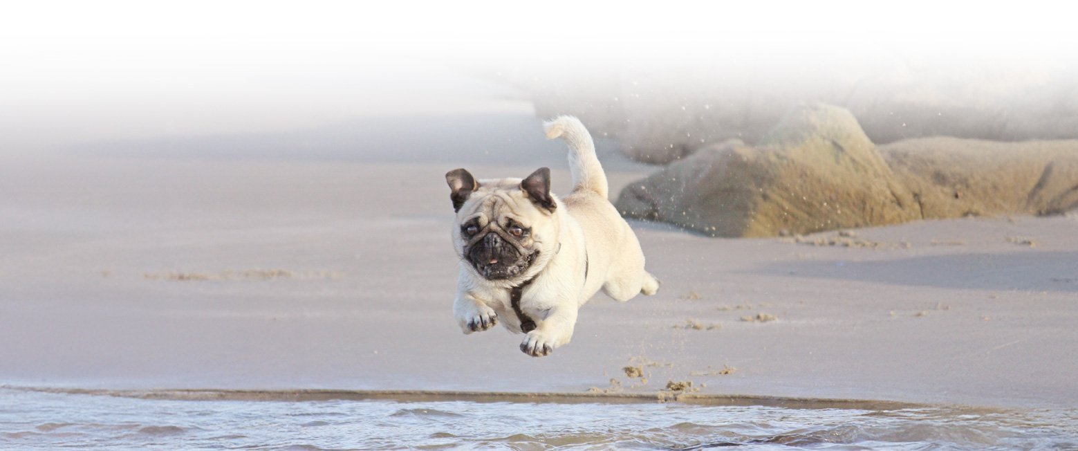 Seasonal Hazards for pugs