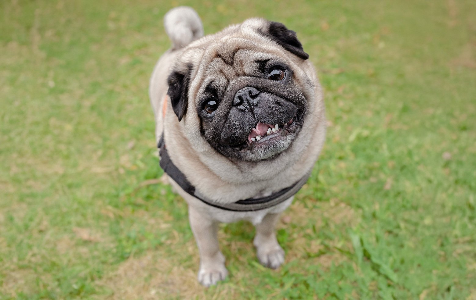 Portosystemic shunts in pugs