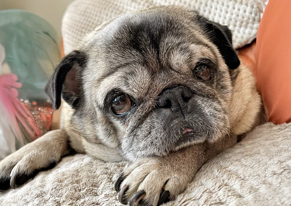 Seizures in Pugs