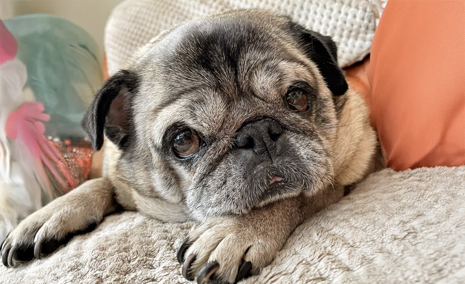 Seizures in Pugs
