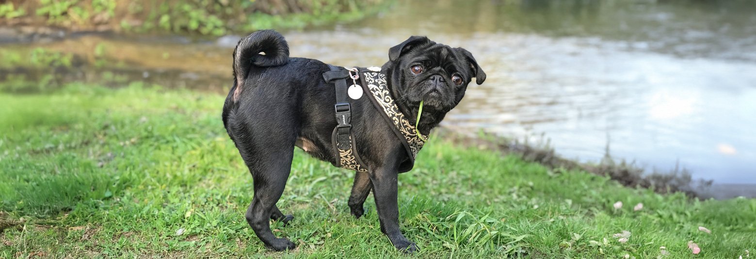 A smart pug eating greaa by a lake