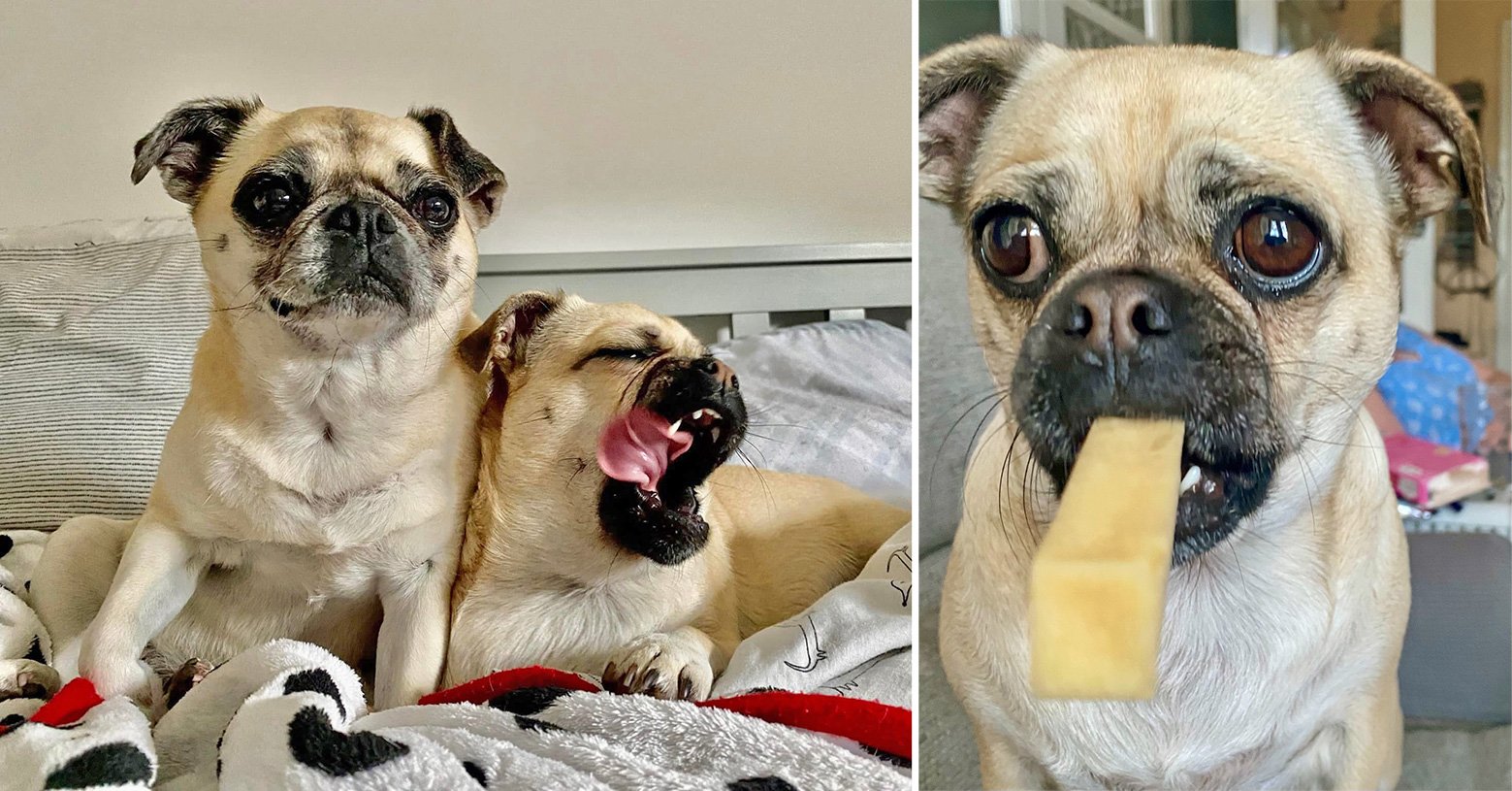 Soks is an energetic pug cross