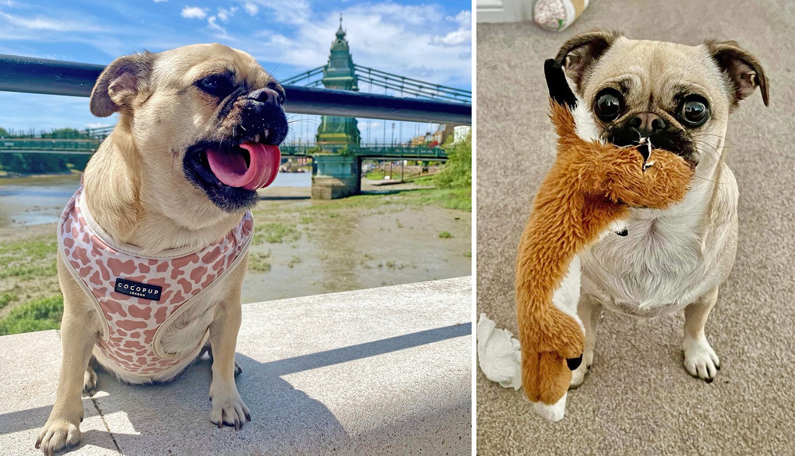 Soks loves travelling and playing with her toys