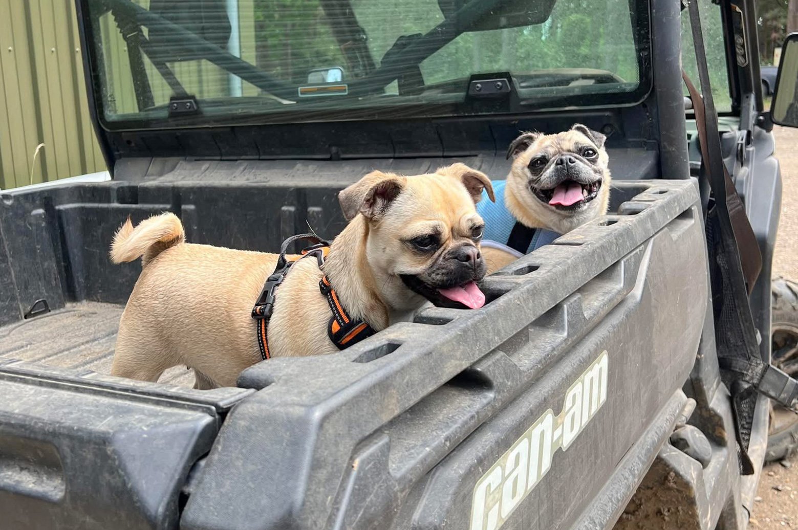 Soks likes to go on adventures with her friends