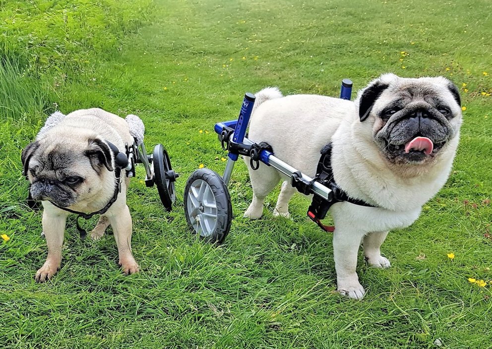 Spinal Conditions in pugs
