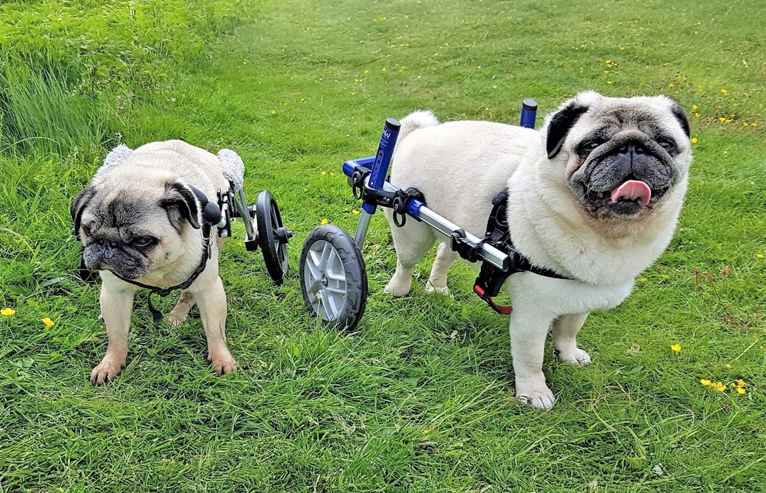 Spinal Conditions in pugs