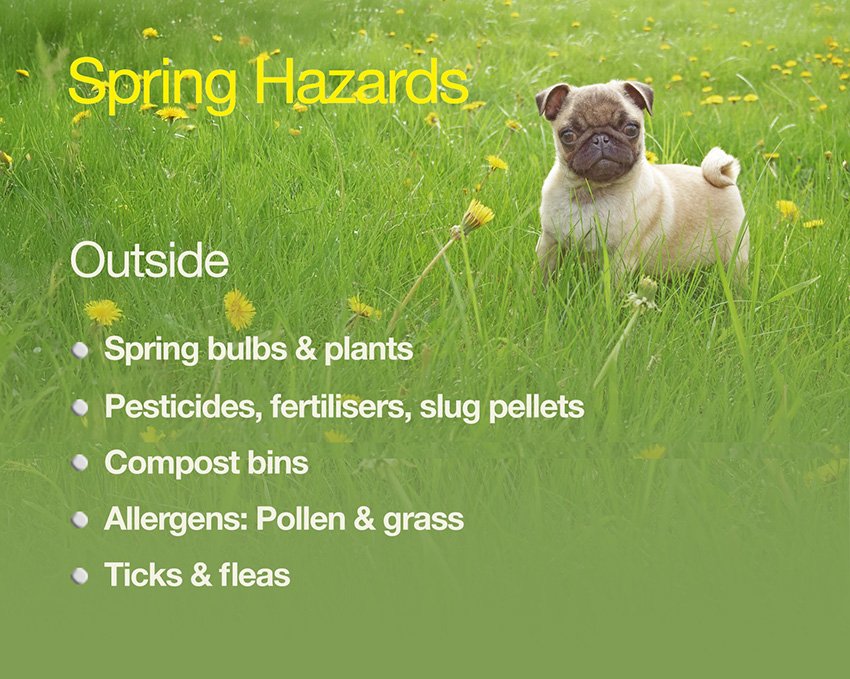 Things to watch out for in Spring that could be hazardous for your pug