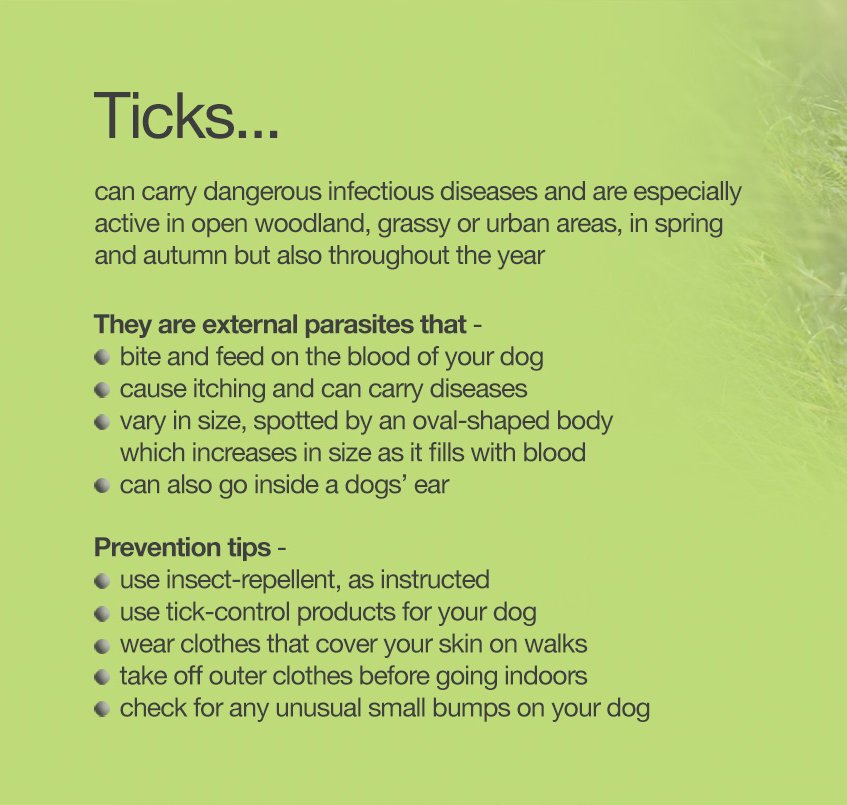 Ticks can be found all year round and can be dangerous for pugs