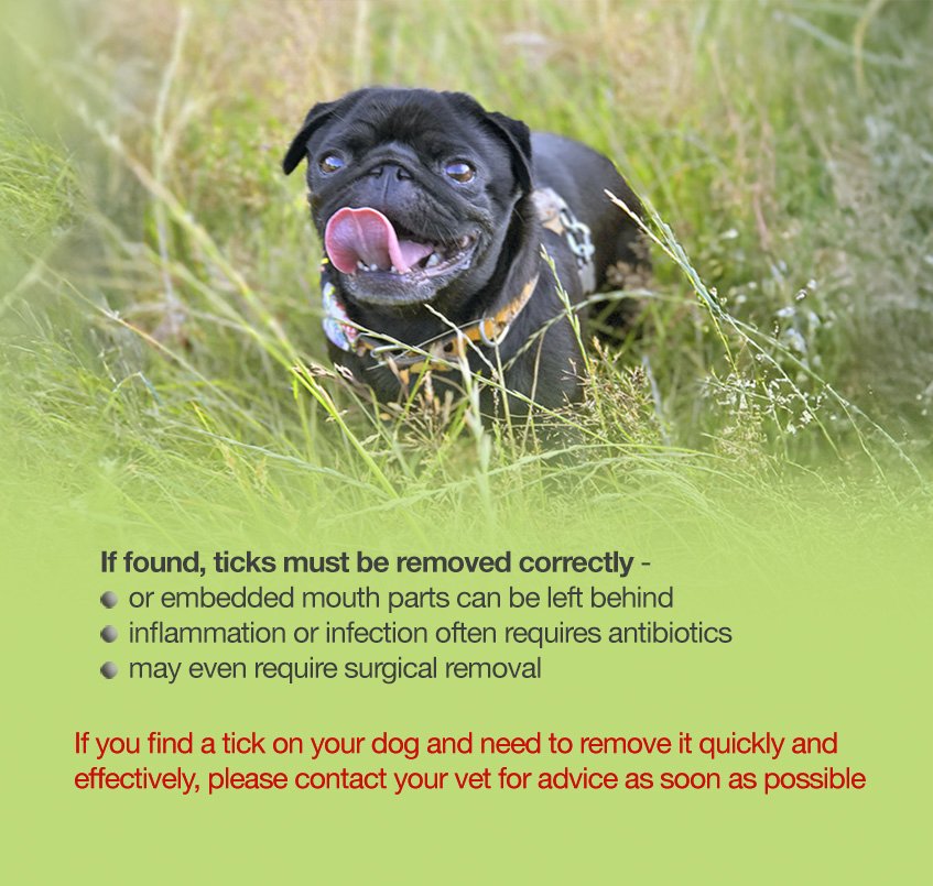 Ticks can be found all year round and can be dangerous for pugs