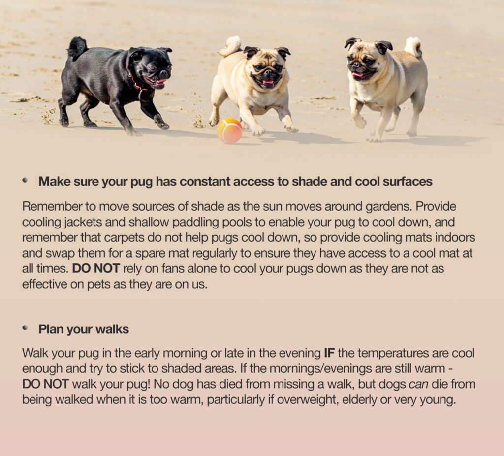 Summer Hazards for your pug
