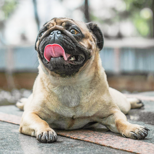 Details for surrendering a Pug through Pug Welfare & Rescue
