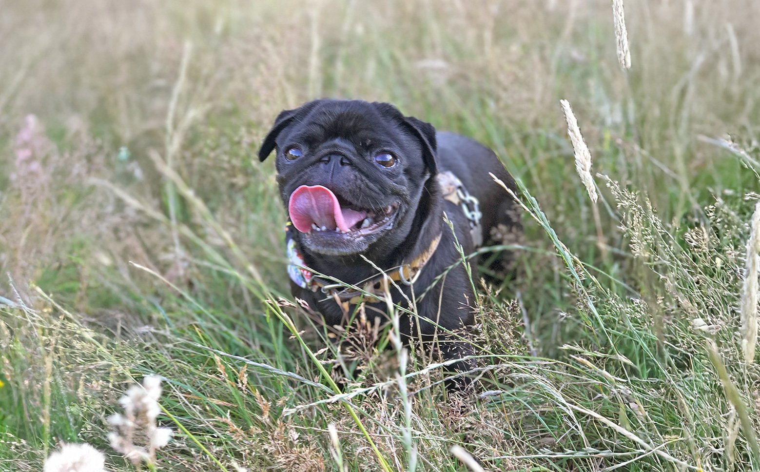 Ticks can be found all year round and can be dangerous for pugs