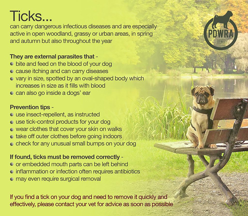 Ticks can be found all year round and can be dangerous for pugs