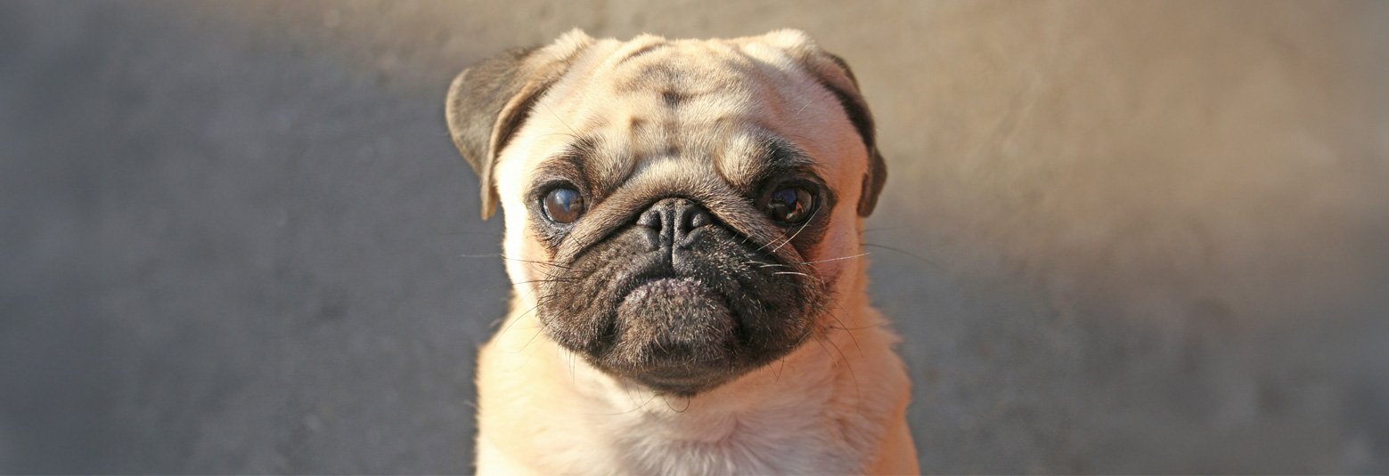 House Training your pug can be a long process